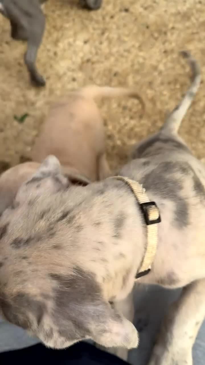 Cane Corso dogs for sale: STUNNING CANE CORSO PUPPY - Video 1