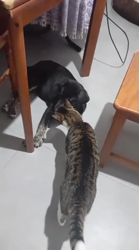 Mixed Breed dogs for adoption: Please 🙏 Puppy Mora needs a Home 🏠  - Video 1
