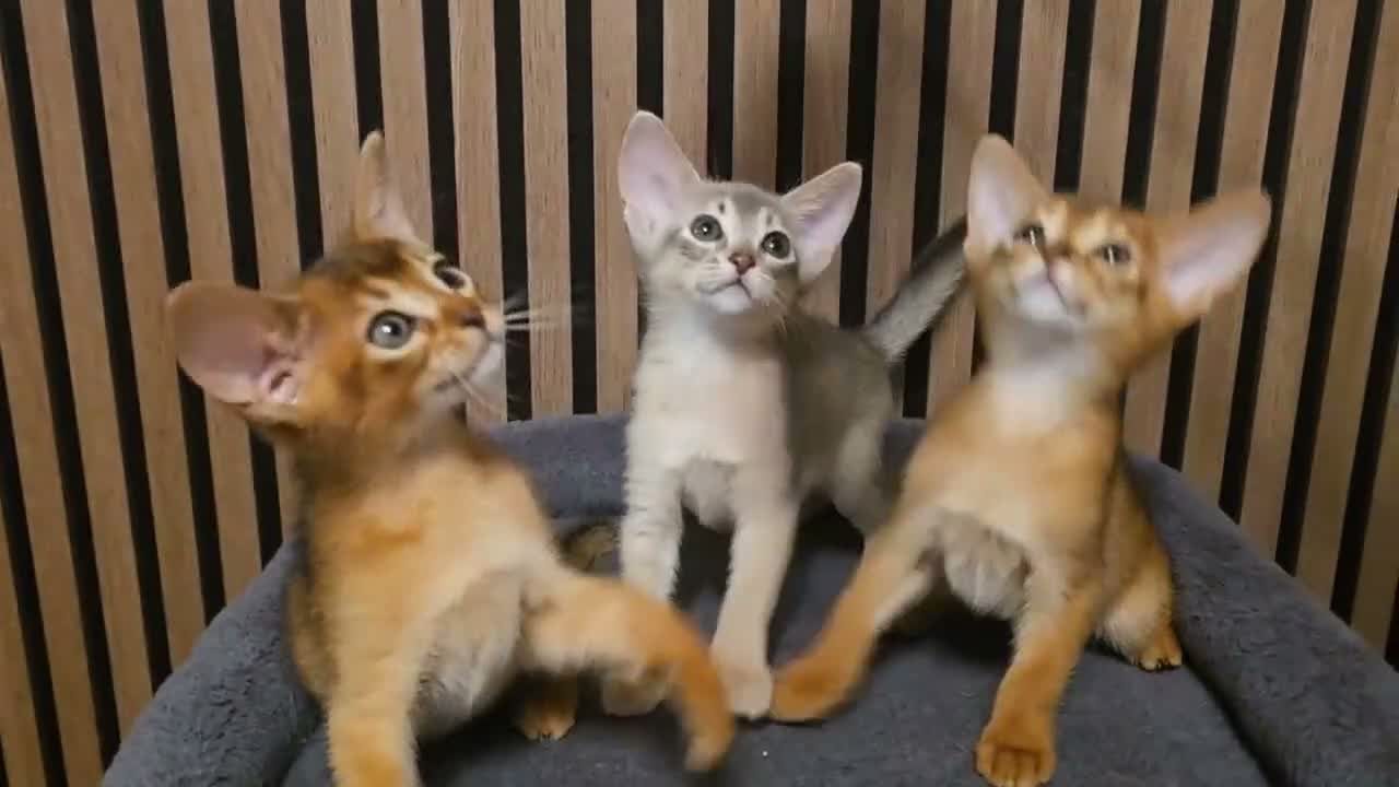 Abyssinian cats for sale: Beautiful Abyssinian Kitten  - Video 3