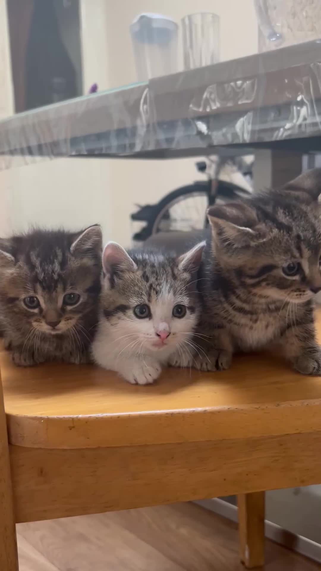 Mixed Breed cats for sale: CHOOSE YOUR FIGHTER 🐾 cute kittens  in London - Video 1