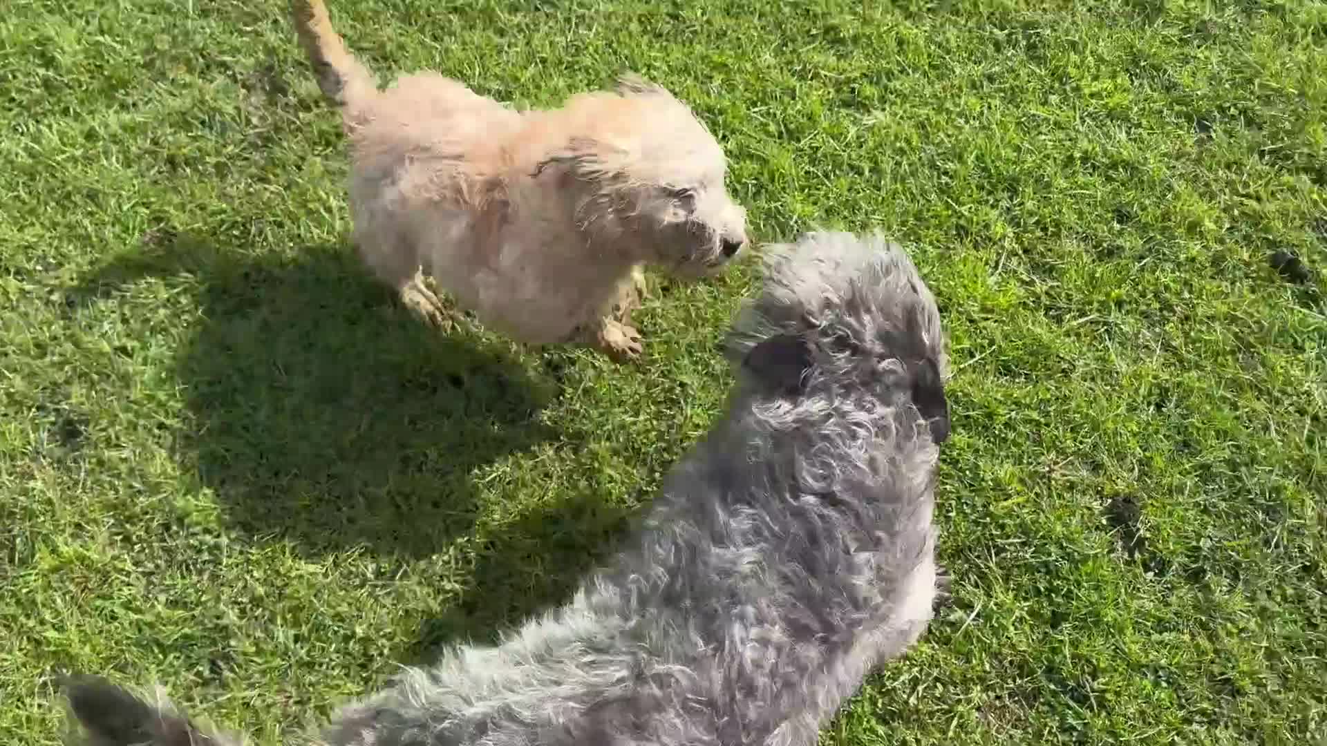 Glen of Imaal Terrier dogs for stud: Glen of Imaal Terrier Stud- Crufts qualified  - Video 1