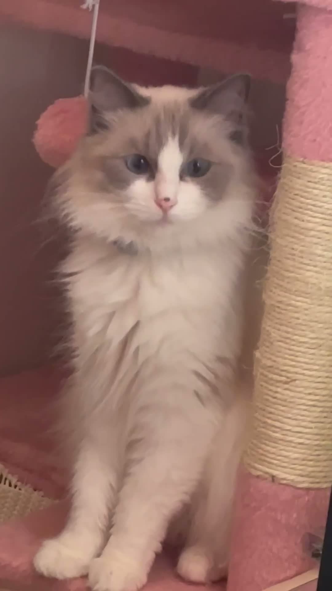 Ragdoll cats for sale: Mini the ragdoll  - Video 1