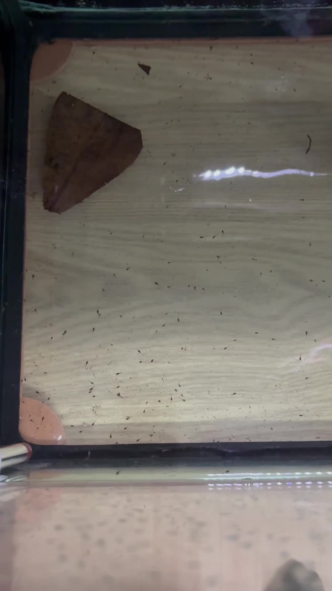 Bettas fish for sale: Betta fish  in Newcastle - Video 1