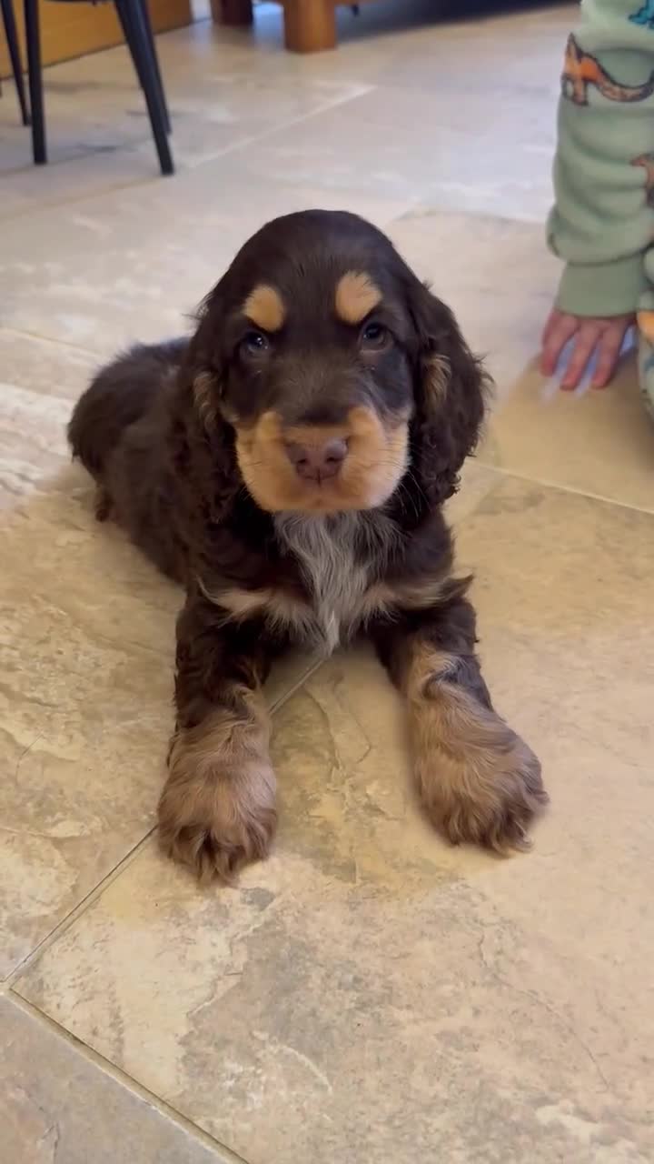 Cocker Spaniel dogs for sale: Outstanding male show cocker spaniel   - Video 1