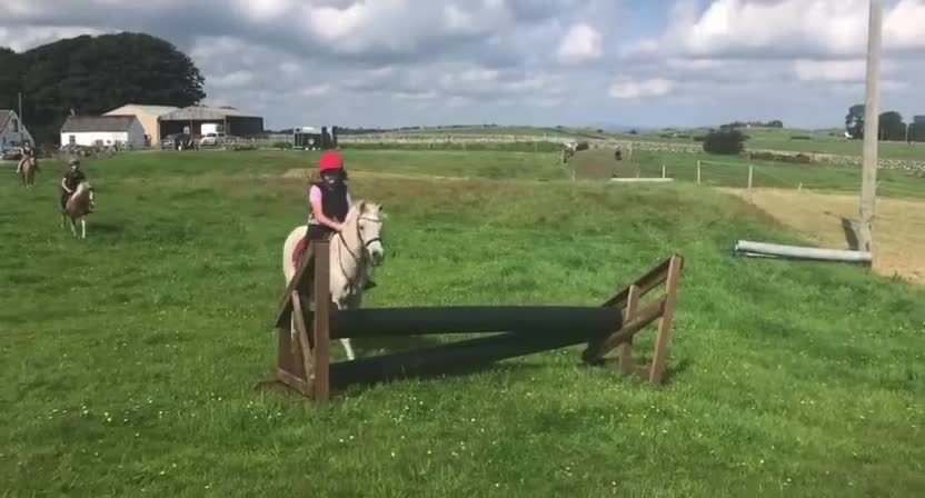 Connemara horses for sale: Abros 🫶🏻🥕 - Video 1