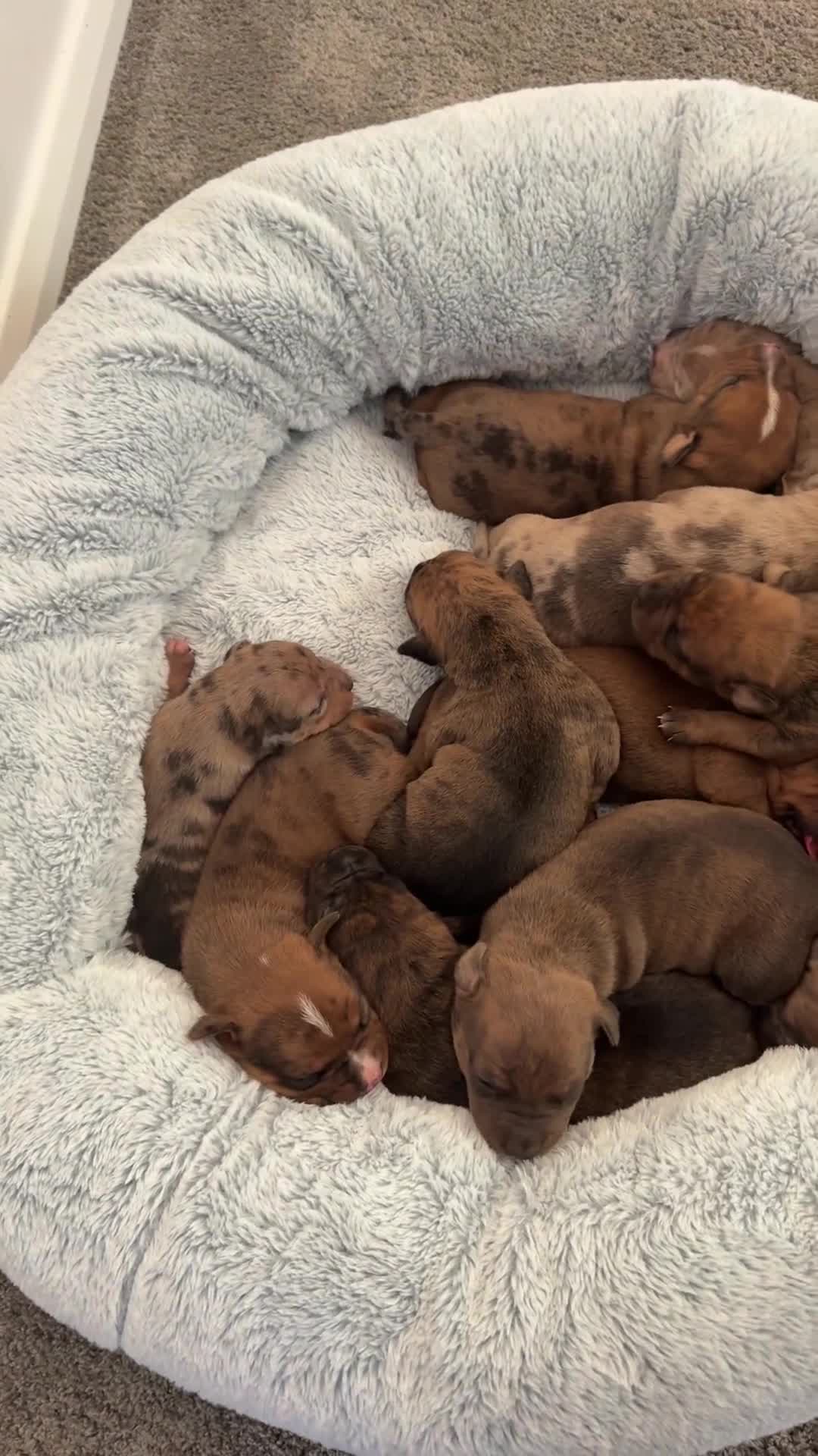 Mixed Breed dogs for sale: Mastibull puppies for sale  - Video 3