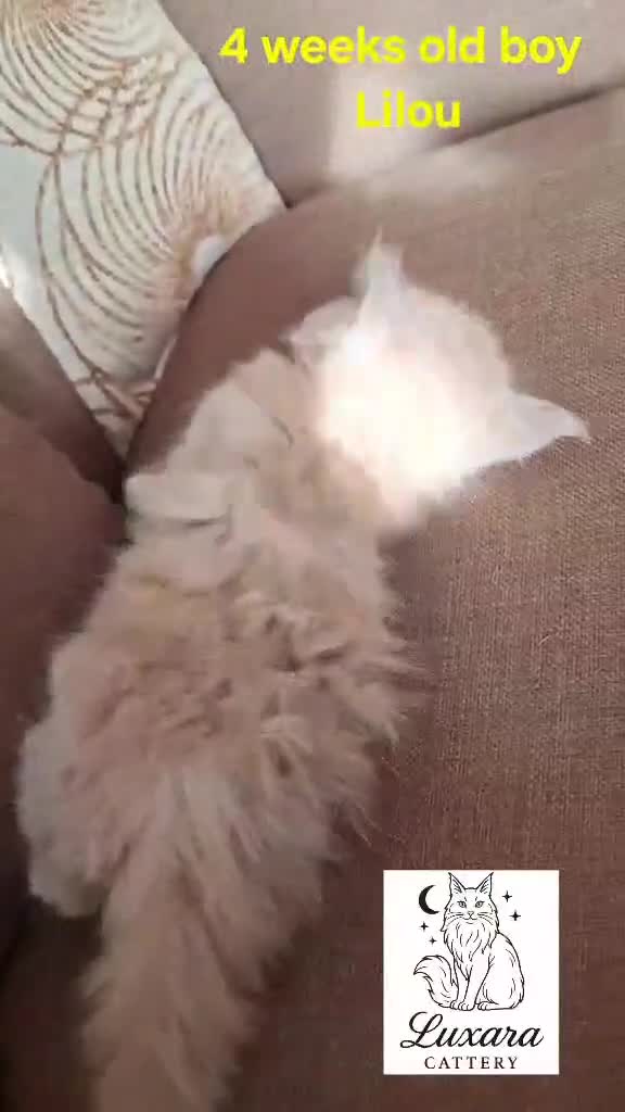 Maine Coon cats for sale: Adorable Purebred Maine Coon Kittens–GCCF/Pedigree - Video 4