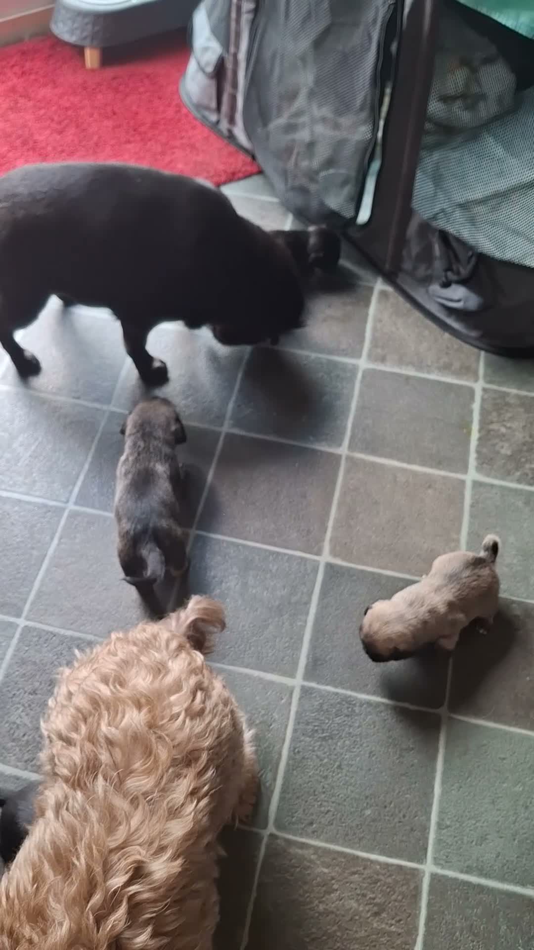 Mixed Breed dogs for sale: 6 adorable pugapoo puppies  - Video 1