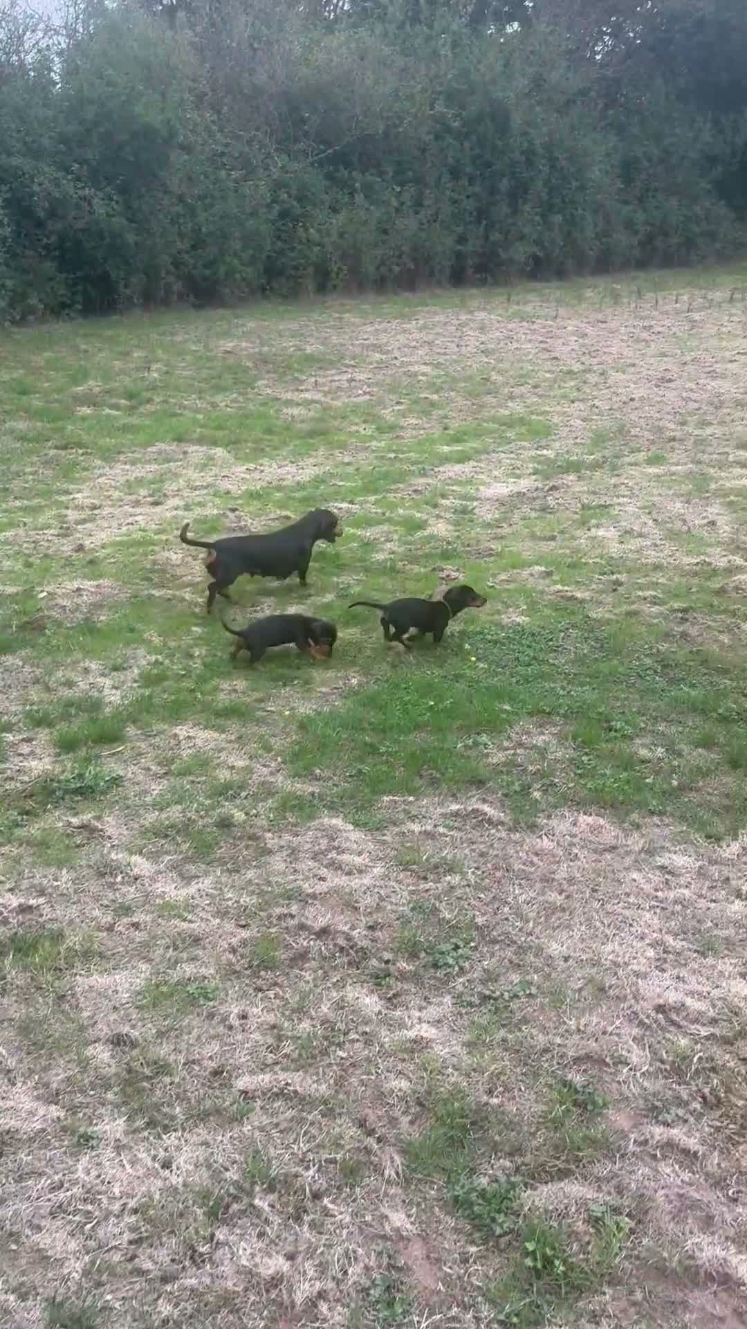 Dachshund dogs for sale: 6 Beautiful Dachshund Puppies 🐾🐶 - Video 1