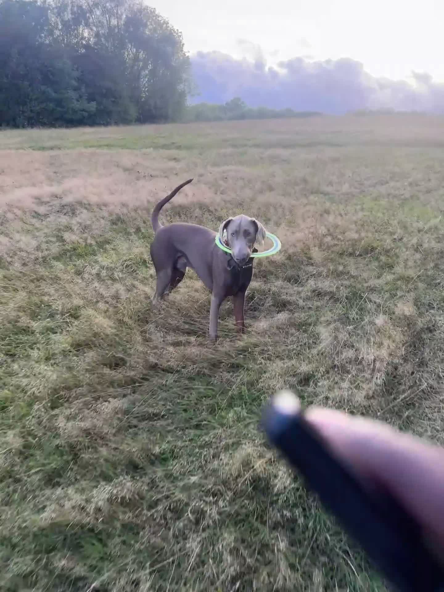 Dobermann dogs for stud: Charming Isabella Dobermann Pincher for Stud - Video 2