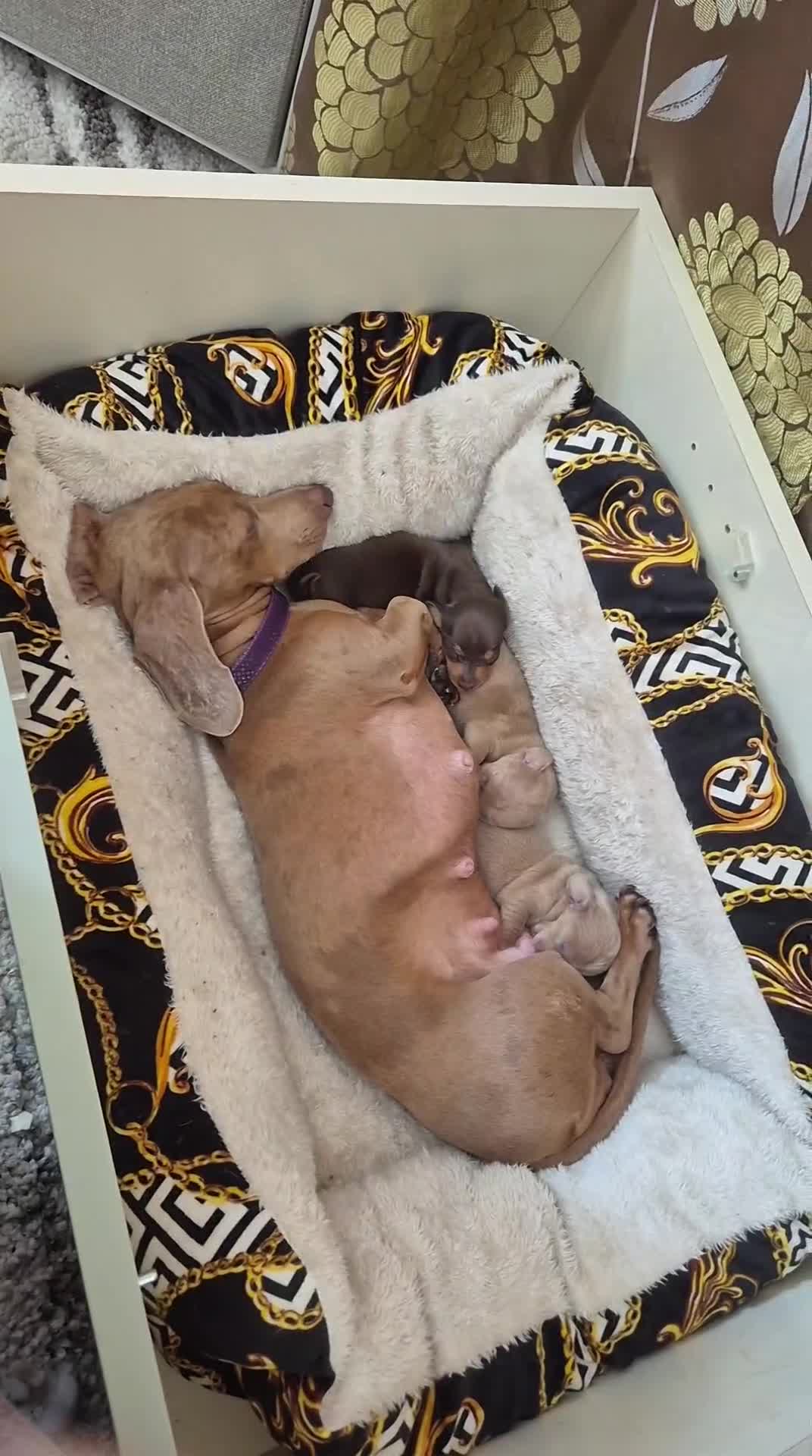 Dachshund dogs for sale: 2 Beautiful male miniature Dachshunds - Video 1