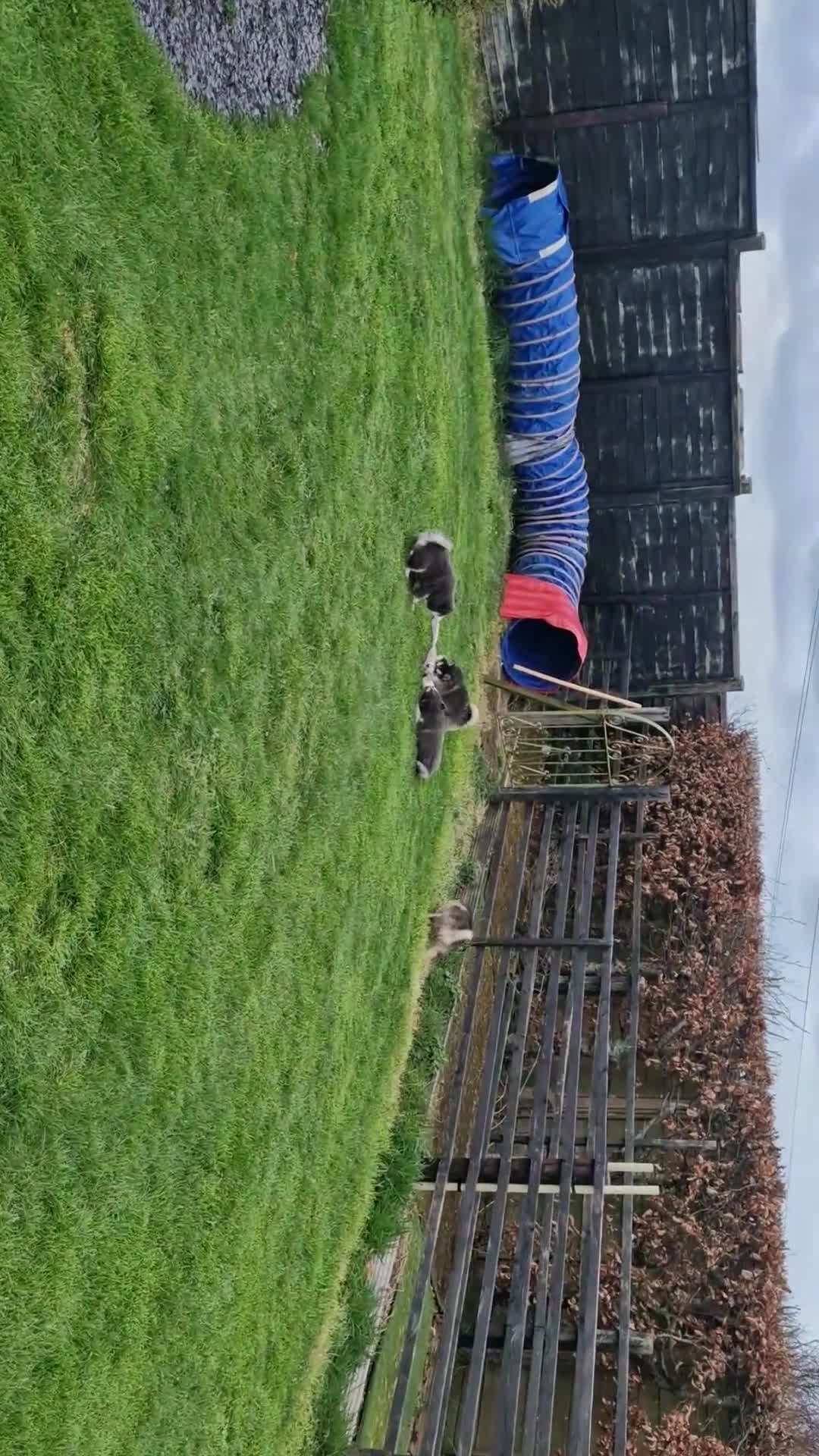 Pomsky dogs for sale: Pomsky puppies - Video 1