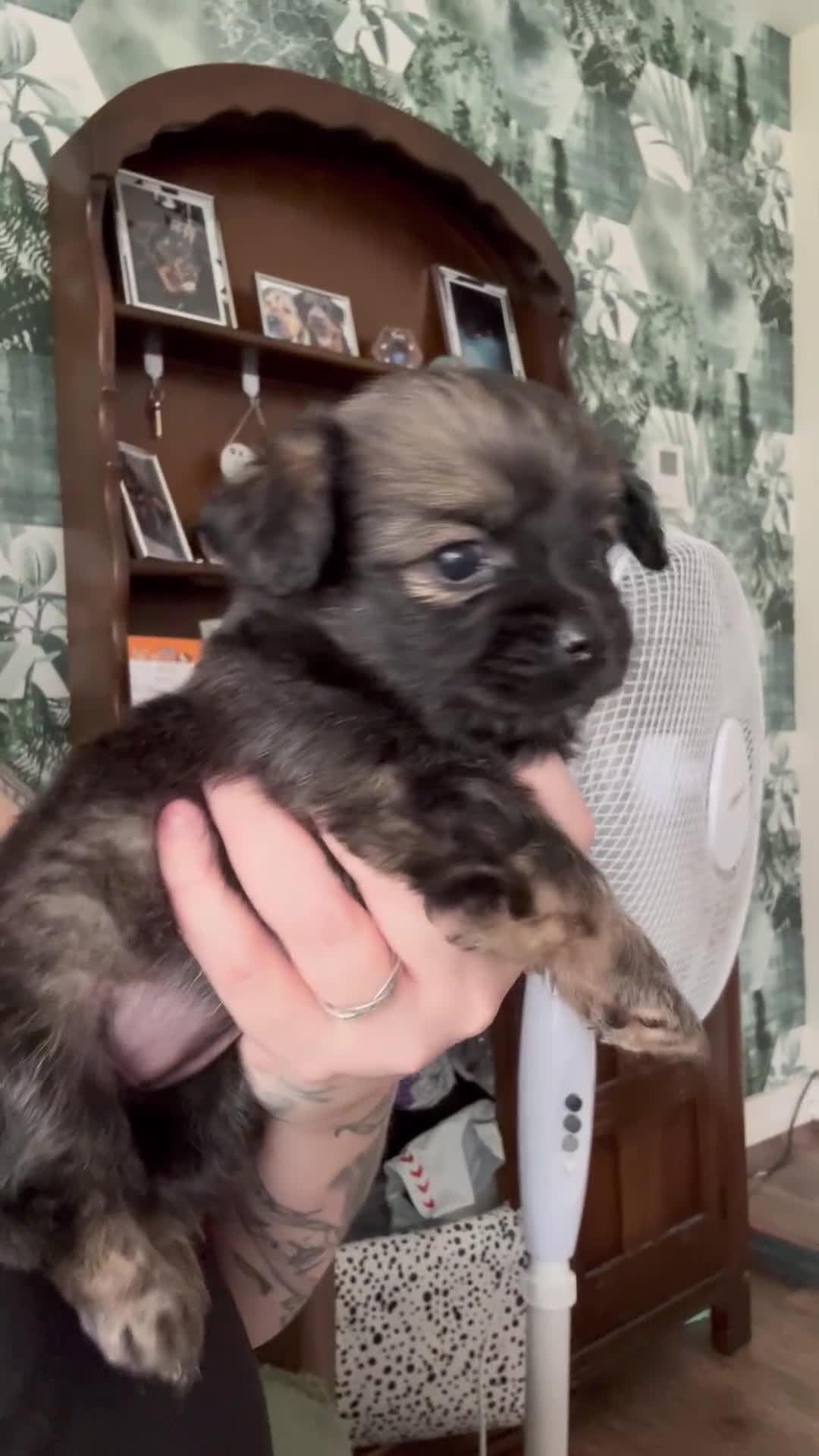 Mixed Breed dogs for sale: American cocker spaniel x Pomeranian  - Video 1