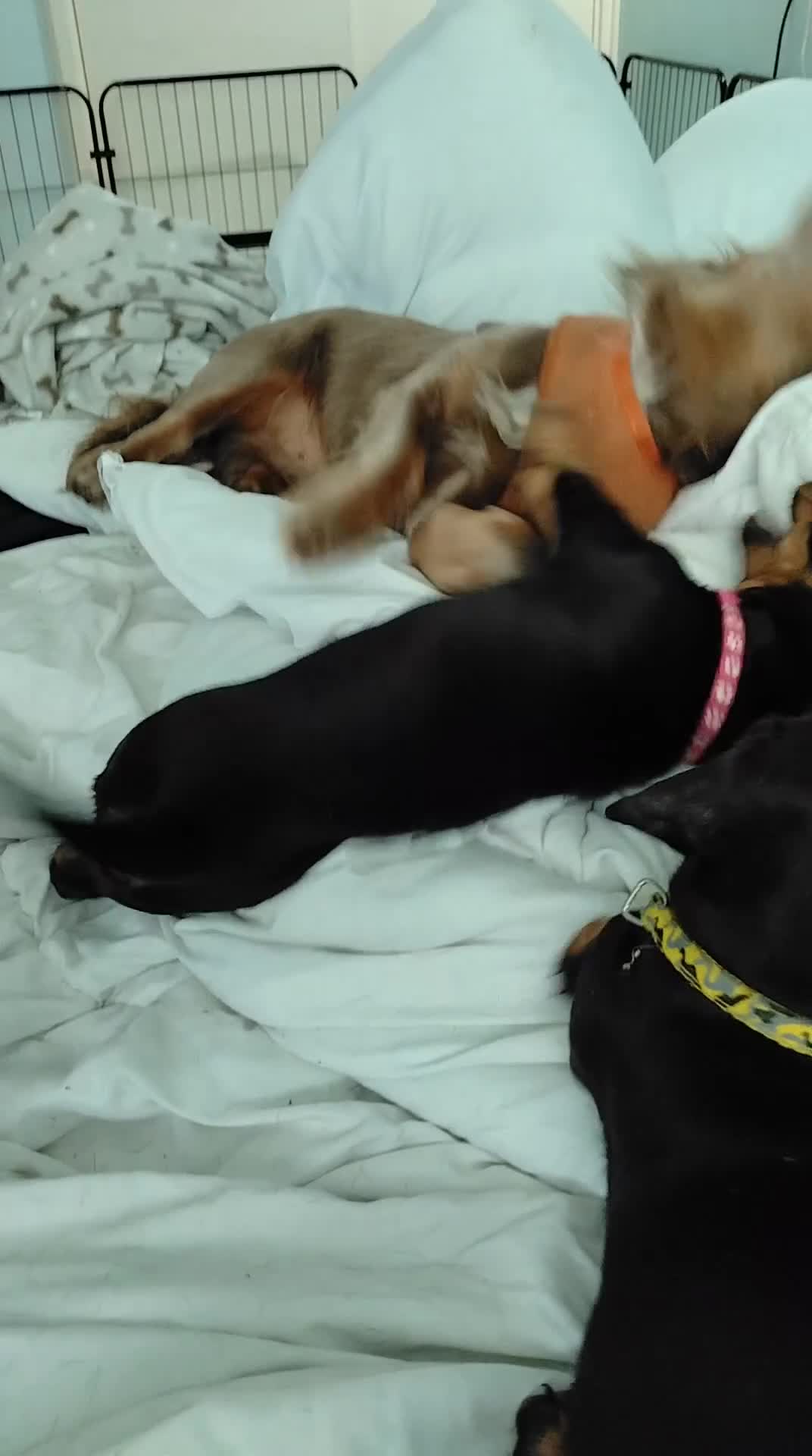 Dachshund dogs for sale: Stunning litter of dachshund puppies - Video 1