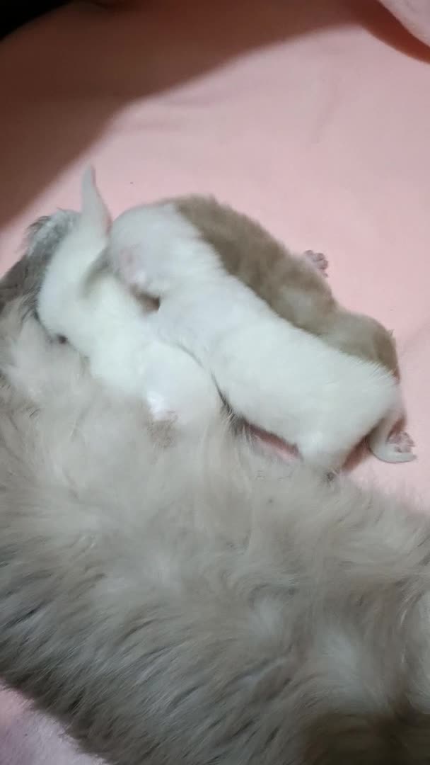 Ragdoll cats for stud: Solid Fawn Ragdoll for stud in Telford - Video 2