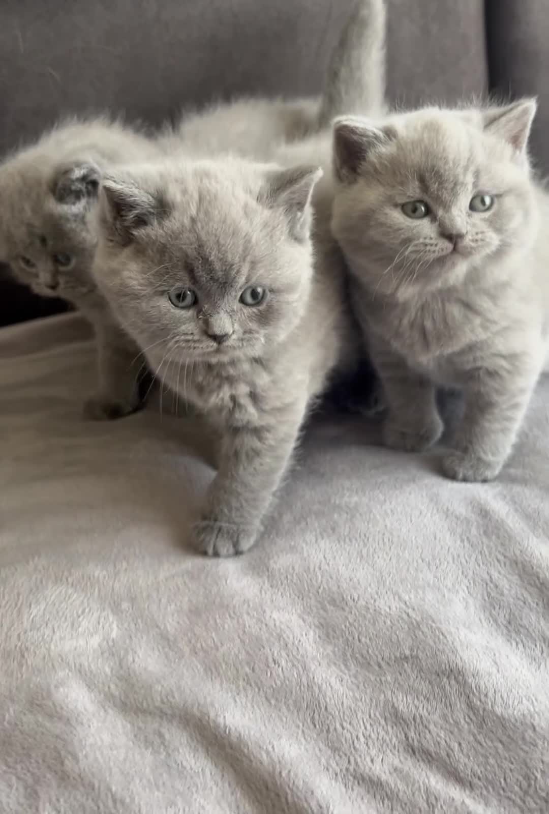 British Shorthair cats for sale: British Shorthair Kittens Raised with Love - Video 5