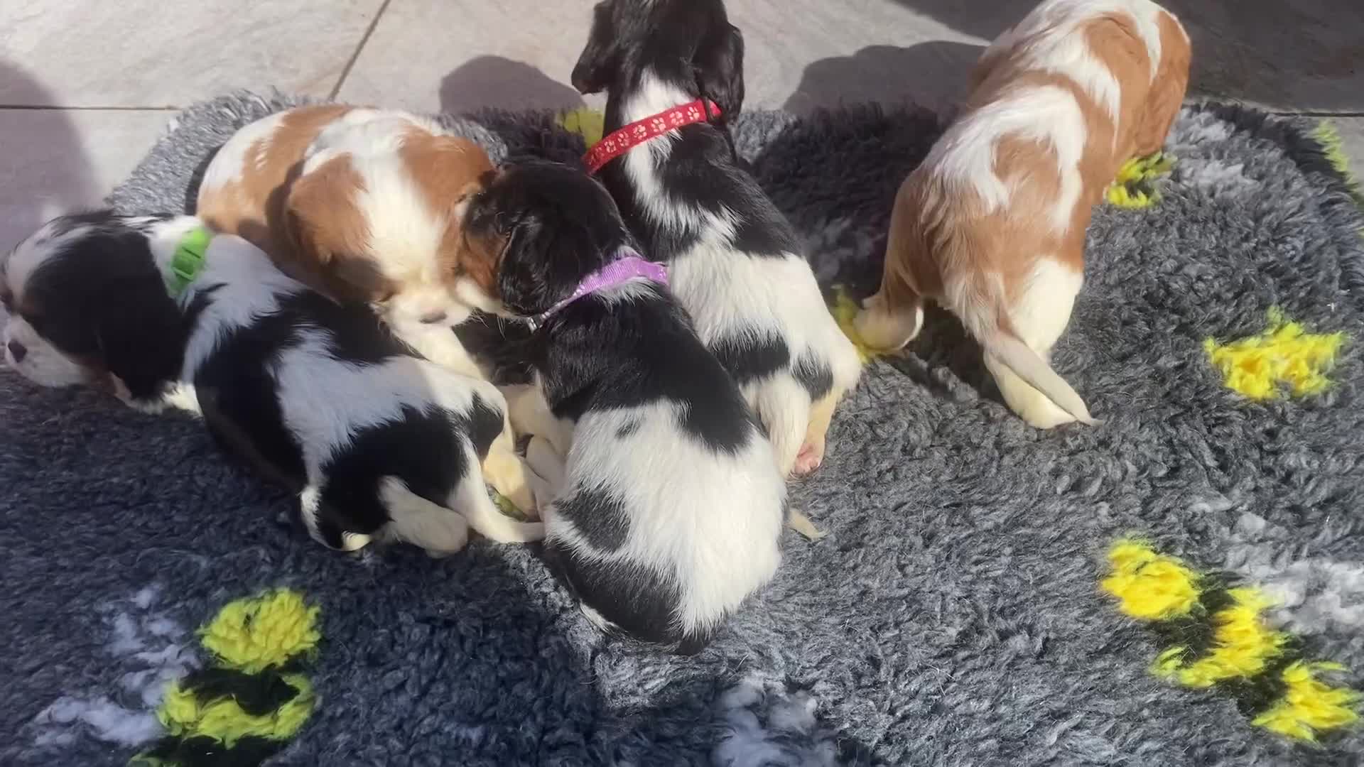 Cavalier King Charles Spaniel dogs for sale: Cavalier King Charles spaniel  - Video 2