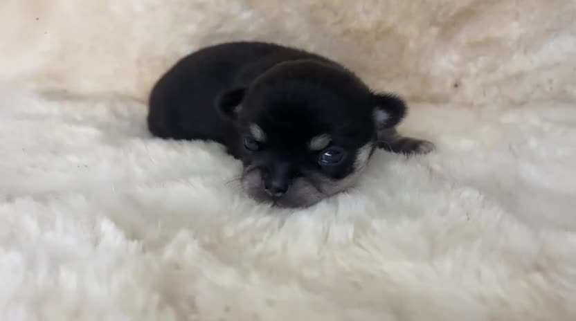 Chihuahua dogs for sale: Chihuahua 2 boys. Chocolate and black  - Video 2
