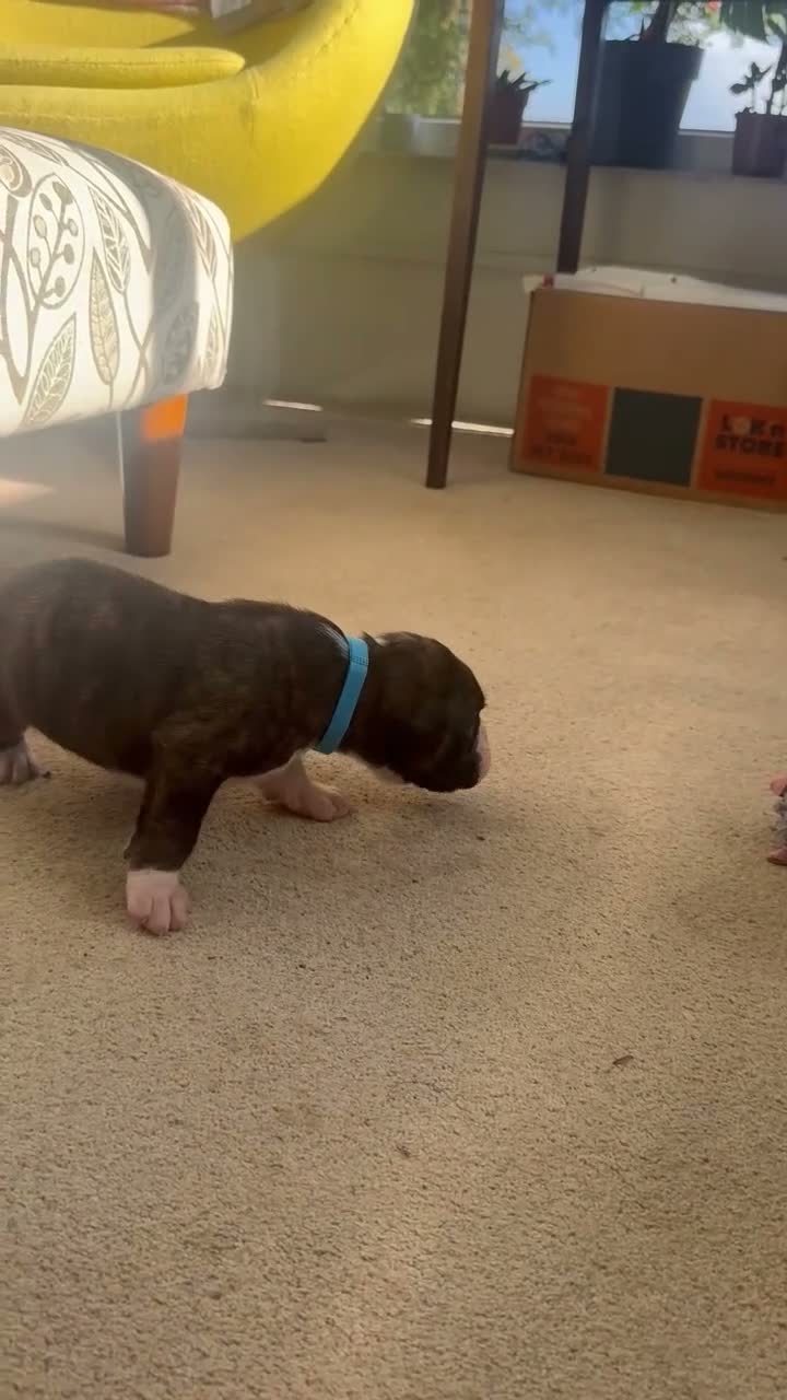 Boxer dogs for sale: Beautiful KC registered boxer puppies in Okehampton - Video 1