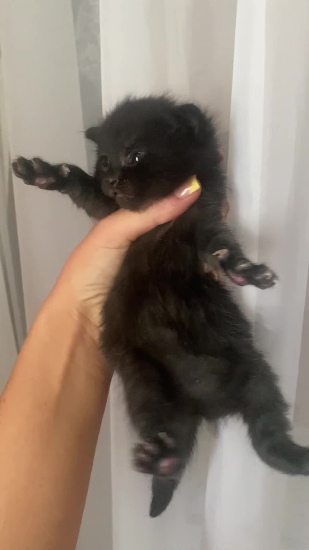 Mixed Breed cats for sale: Mixed breed kittens  - Video 3