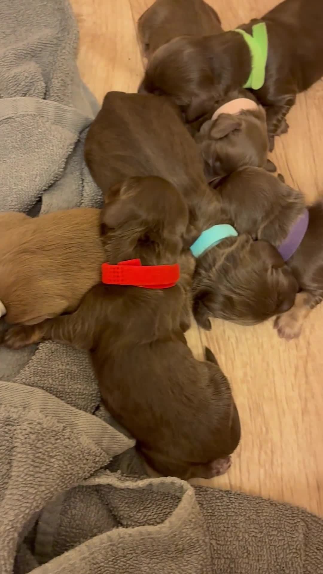 Miniature Dachshund dogs for sale: Long haired Miniature Dachshunds - Video 2