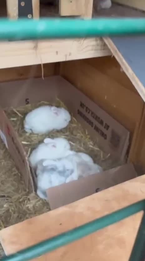 French Lop rabbits for sale: French lop - Video 4