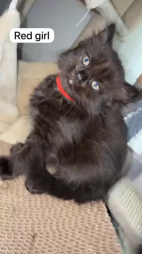 British Longhair cats for sale: Adorable British x longhair kittens 🐾 🐱  in Manchester - Video 3
