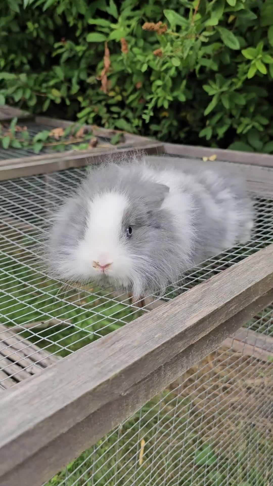 Lionhead rabbits for sale: 3 Beautiful Lion Head Babies - Video 2