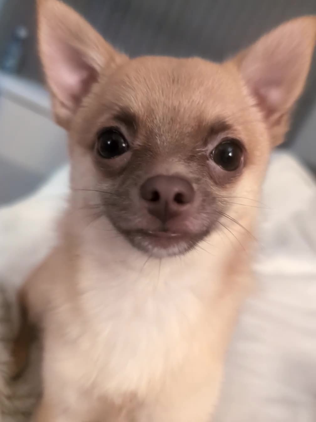Pomchi dogs for sale: 11 month old boy pomchi. Clever little boy!   - Video 1