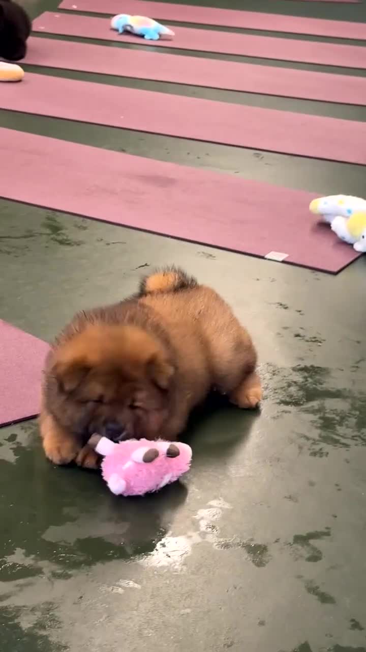 Chow Chow dogs for sale: Outstanding Red Chow Chow Boy – Ready Now ⭐ - Video 3