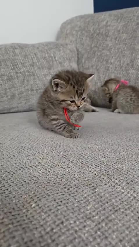 British Shorthair cats for sale: Gorgeous Golden Tabby ✨ British Shorthair Kitten ⭐ - Video 2
