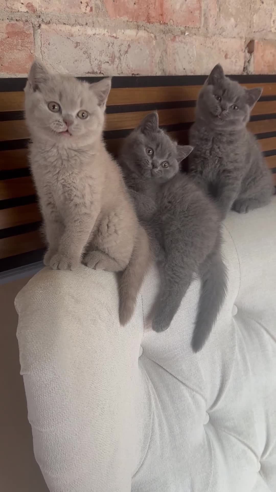 British Shorthair cats for sale: Blue British Shorthair kittens GCCF 2 boys 1 girl - Video 2