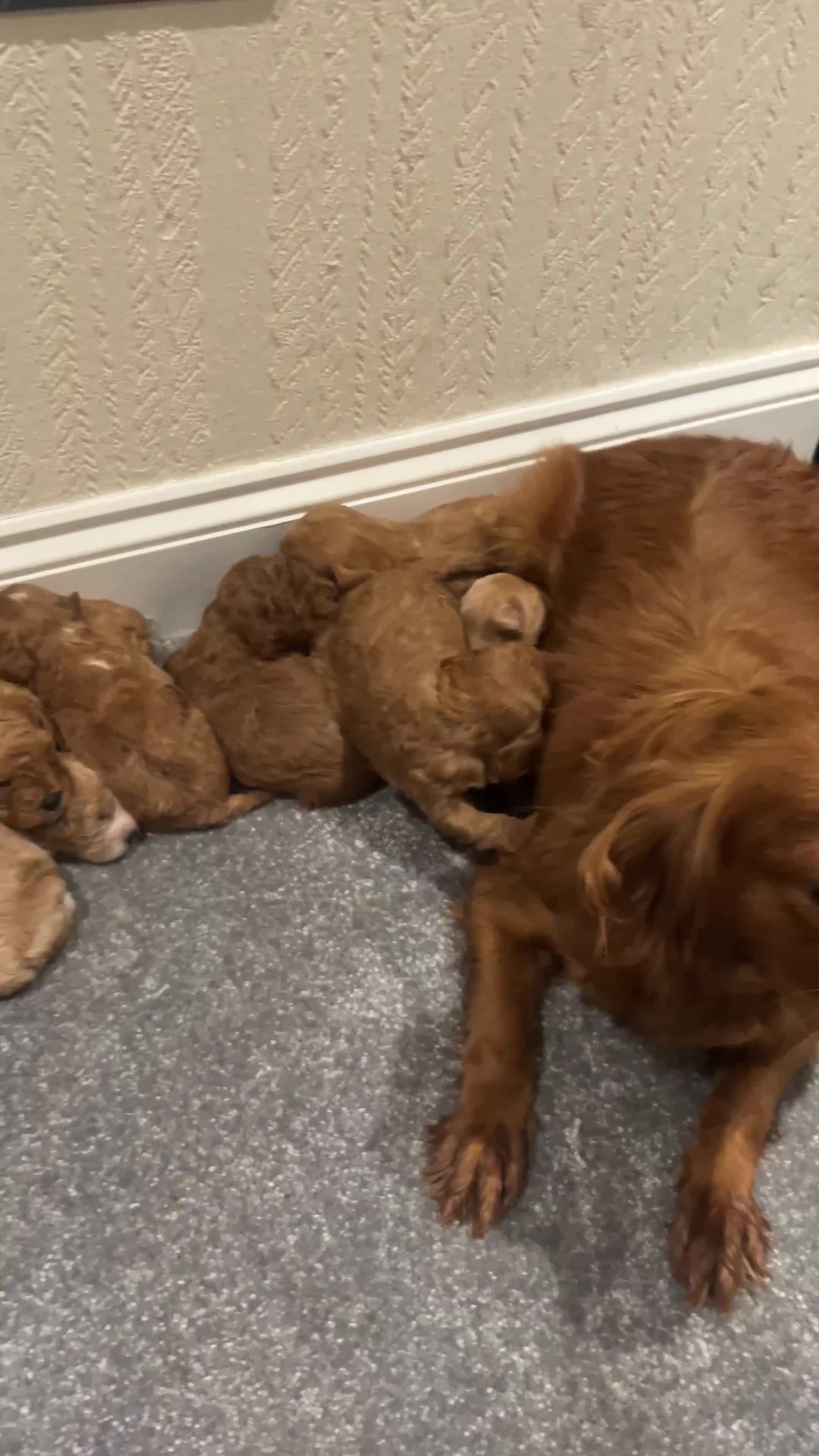 Cavapoo dogs for sale: OUTSTANDING CAVAPOO PUPPIES  - Video 1