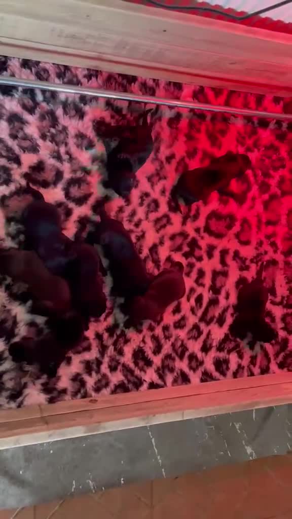 Flat coated Retriever dogs for sale: Adorable Flat Coated Retriever Puppies  - Video 1