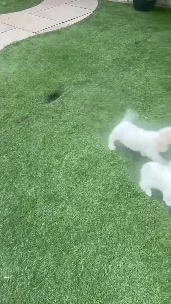Cavapoo dogs for sale: Cavapoo puppies - Video 1