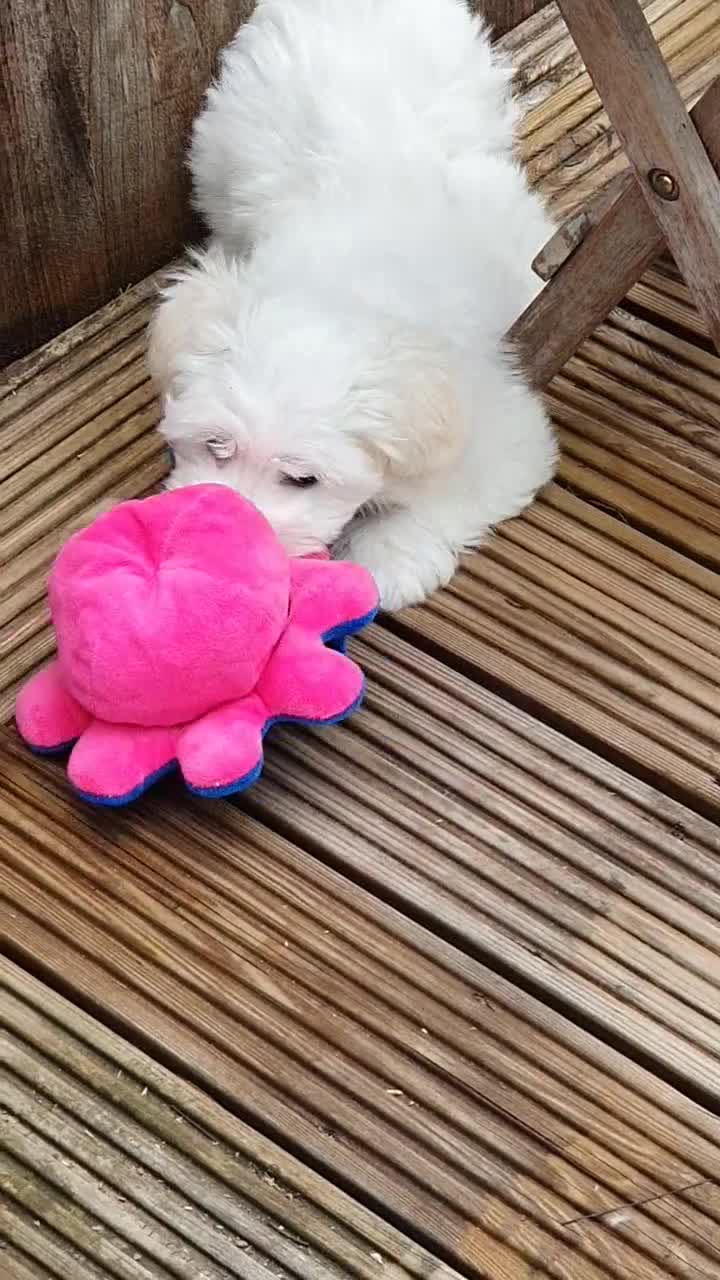 Maltese dogs for sale: 🌟KC Registered Maltese Puppy One Boy available - Video 1