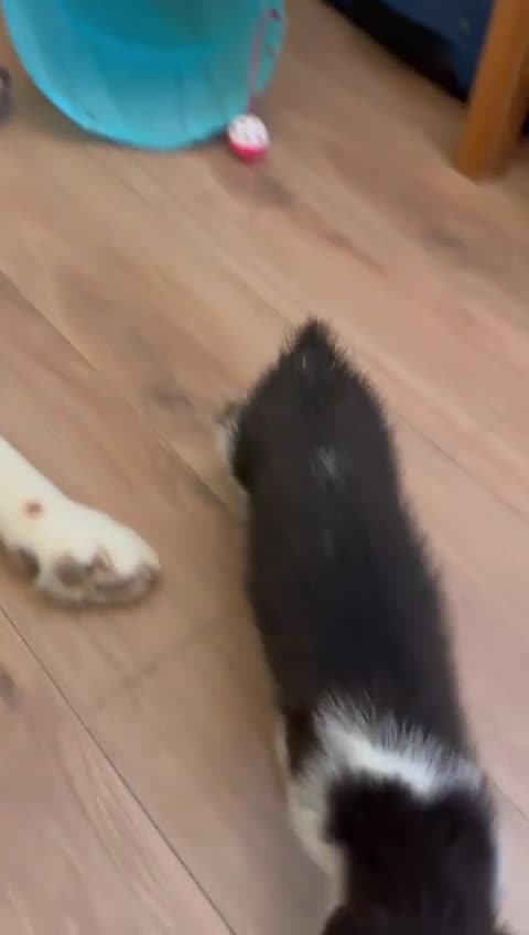 Mixed Breed cats for sale: Kittens from 1/2 Siamese Mum - Video 5