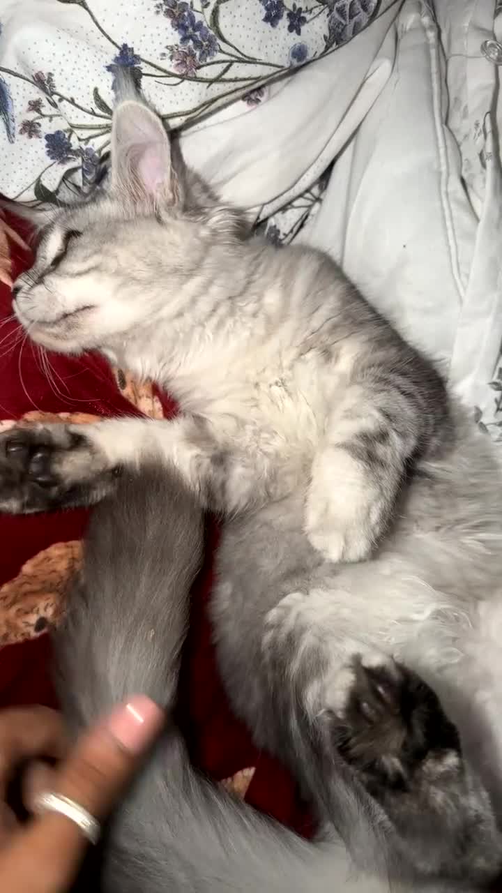 Maine Coon cats for sale: Beautiful female sliver tabby mainecoone kitten! - Video 1