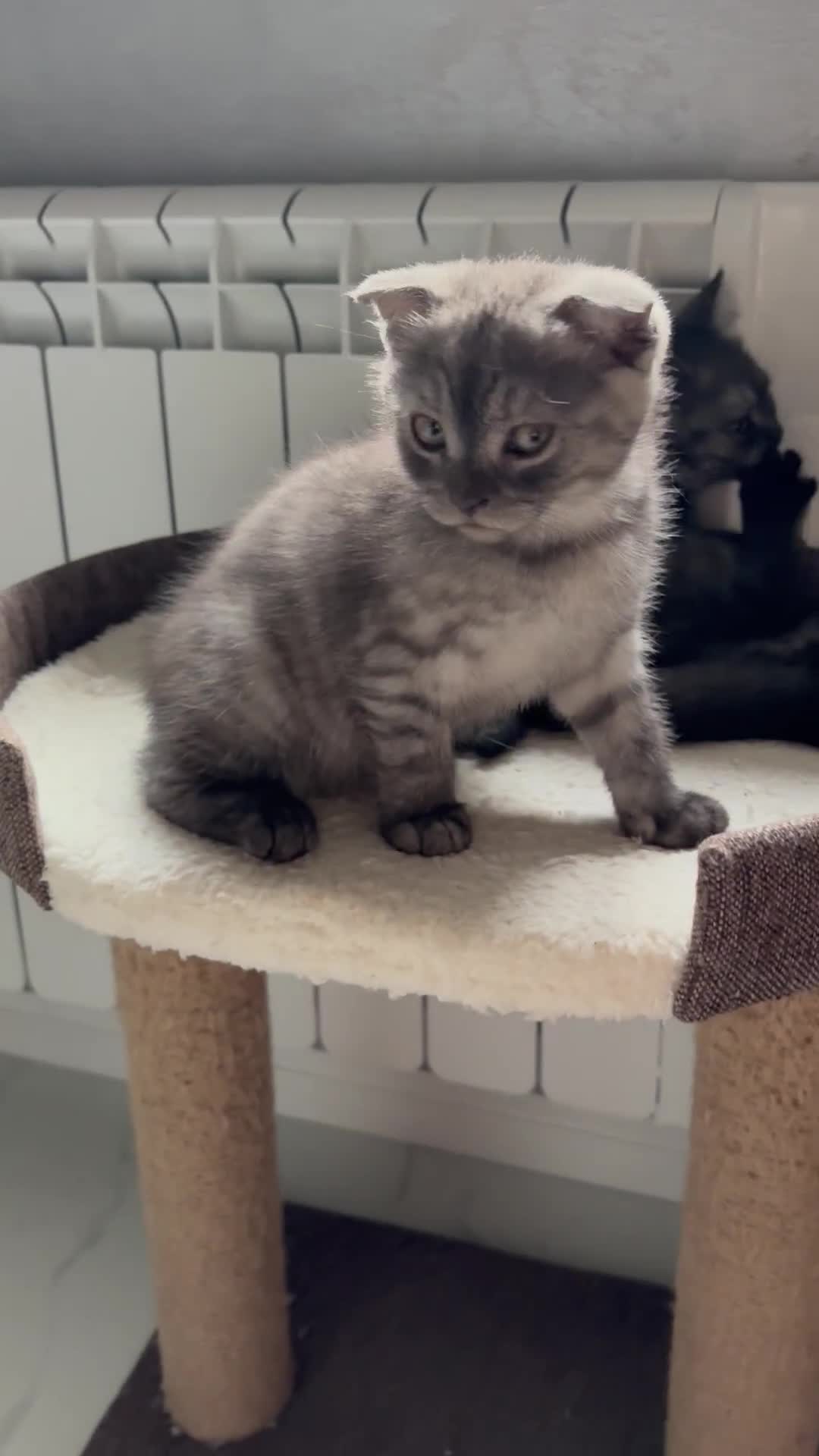 Scottish Fold cats for sale: Scottish fold kittens ready to find new homes - Video 4