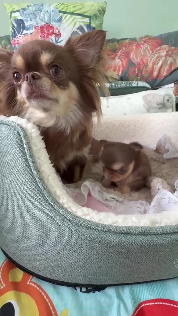 Chihuahua dogs for sale: Chocolate longhaired Chihuahua boy in Potters Bar - Video 1
