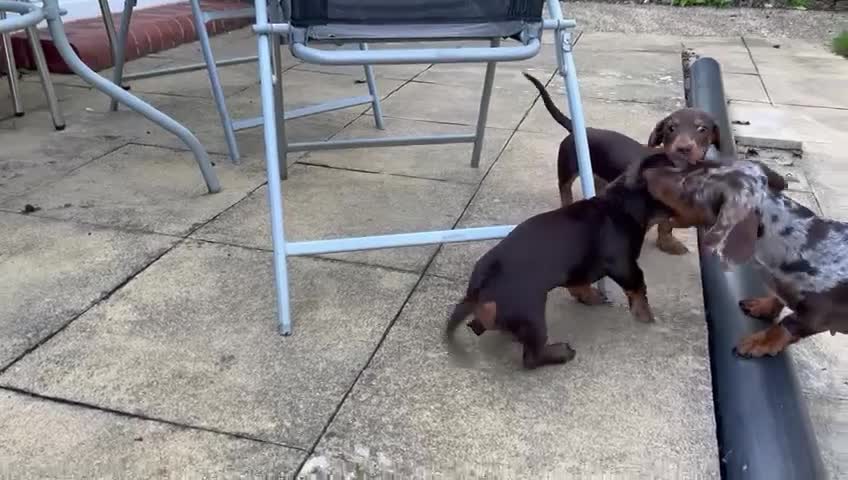 Miniature Dachshund dogs for sale: KC Registered Miniature Dachshund Puppies For Sale - Video 1