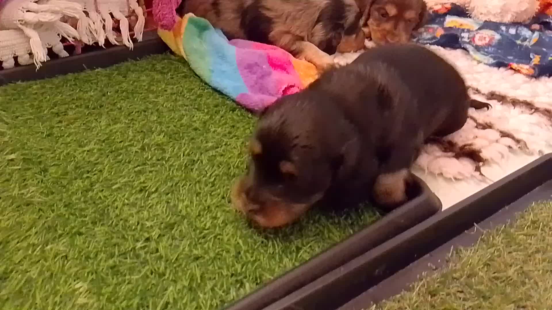 Miniature Dachshund dogs for sale: KC Health tested Licensed breeder 12 years exp - Video 1