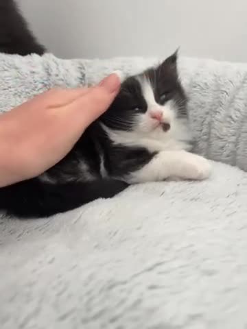 Mixed Breed cats for sale: British shorthair cross kittens - Video 1