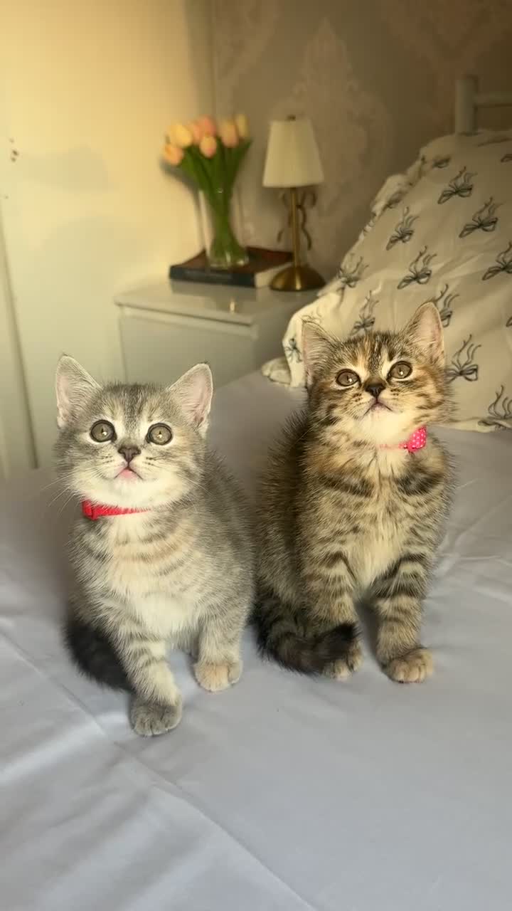 Persian cats for sale: Gorgeous persian kittens  - Video 2