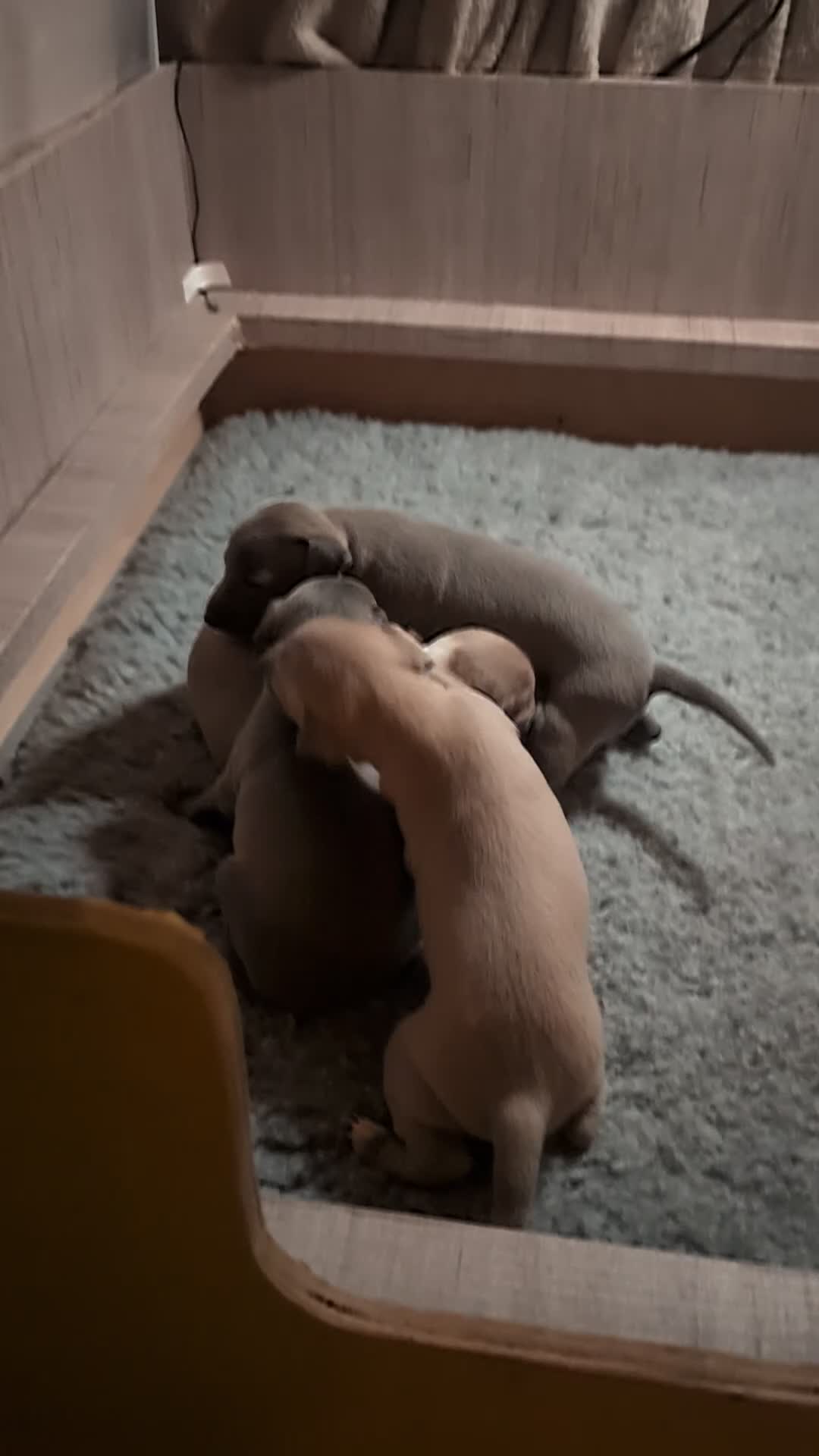 Italian Greyhound dogs for sale: Italian Greyhounds Raised in Loving Home - Video 2