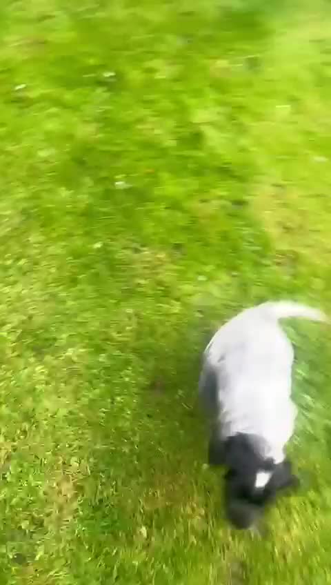 Cocker Spaniel dogs for sale: One beautiful blue roan boy unexpectedly available - Video 3