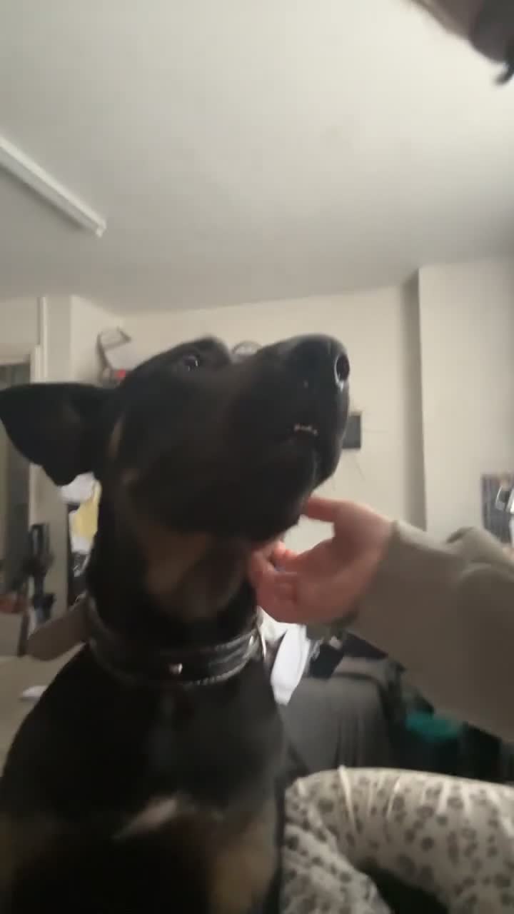 Mixed Breed dogs for sale: Selling my German x Dutch shepherd  - Video 2