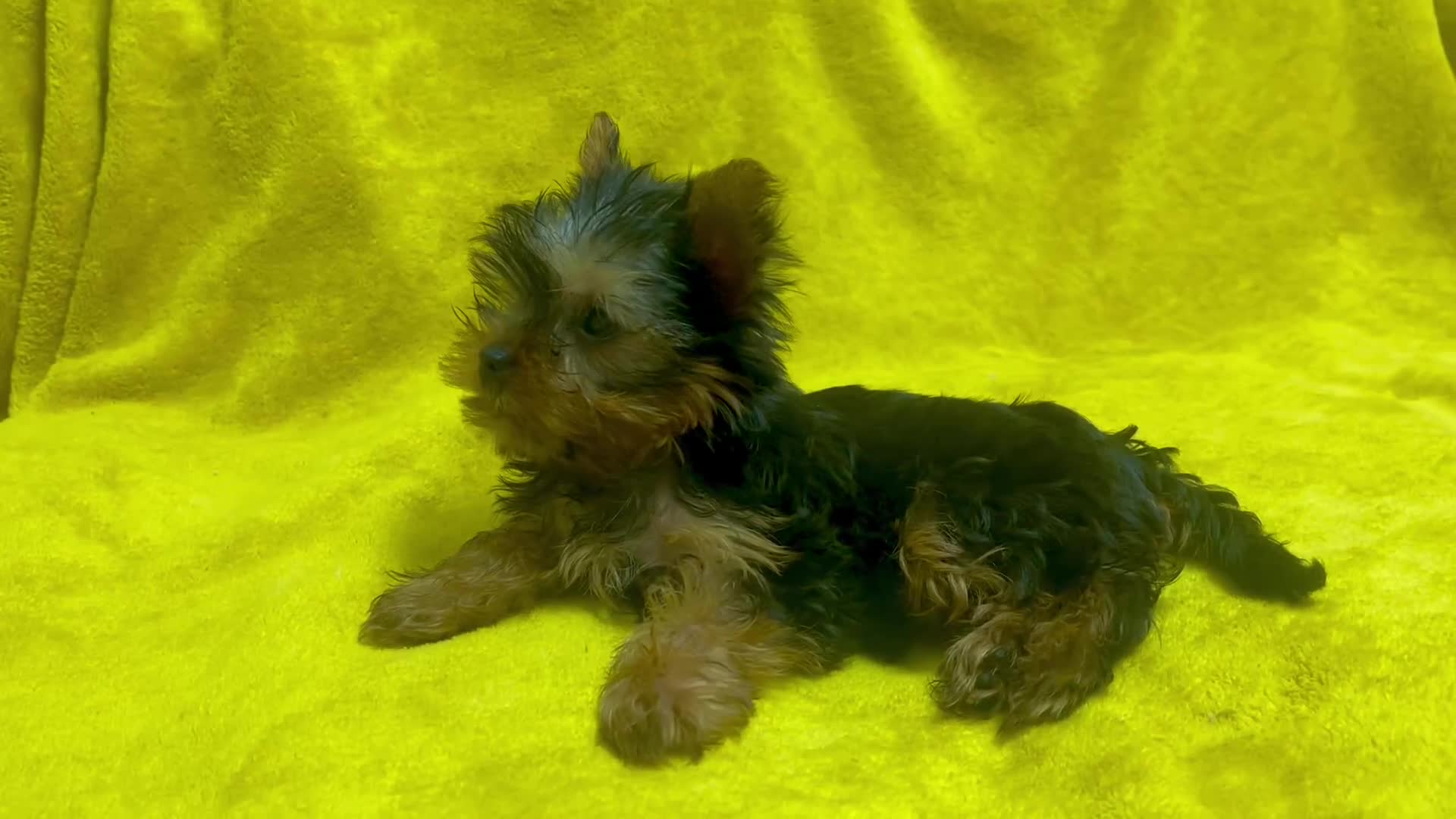 Yorkshire Terrier dogs for sale: 1 SUPER MINI BOY - Video 5