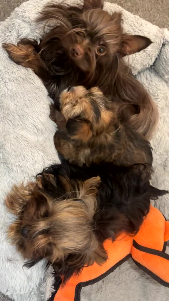Yorkshire Terrier dogs for sale: Mini Chocolate merle yorkie pup - Video 1