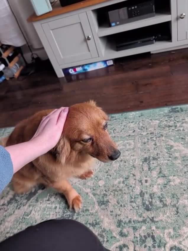 Mixed Breed dogs for adoption: Sweet Roka Needs LoVE - Video 1